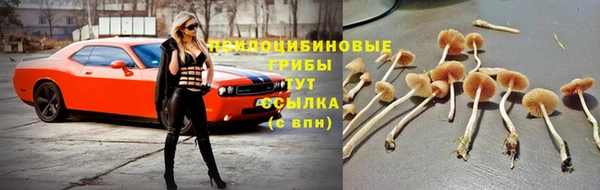 амф Майский