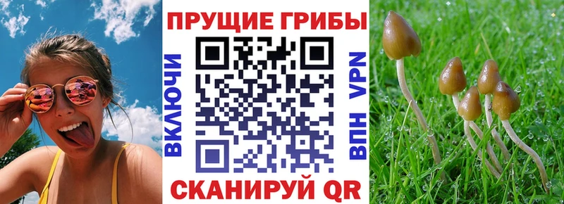 где купить наркоту  Юрюзань  Псилоцибиновые грибы Psilocybe 